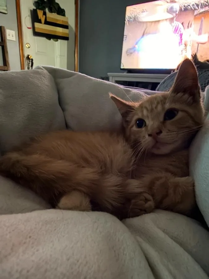 A baby small-sized male Orange / Red Domestic Short Hair cat named Ziggy for adoption in Romney, WV