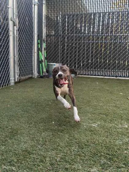 An adult small-sized female Mixed Breed dog named Lili for adoption in Lafayette, IN