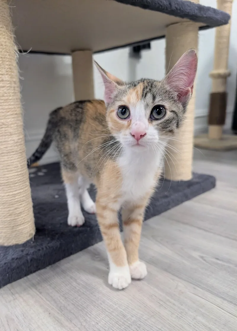 A baby medium-sized female Calico Domestic Short Hair cat named April for adoption in Palm Harbor, FL