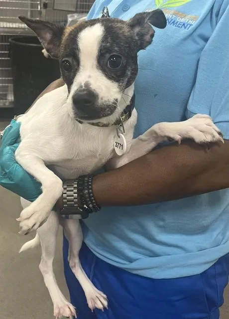 A young small-sized male Chihuahua dog named Ceelo for adoption in Upper Marlboro, MD