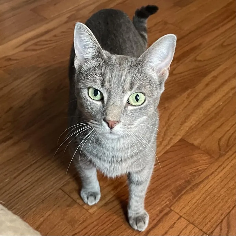 An adult small-sized female Gray / Blue / Silver Domestic Short Hair cat named Frost for adoption in Fredericksburg, VA