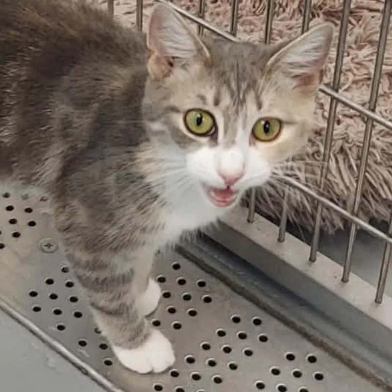 A young small-sized female Gray / Blue / Silver Domestic Short Hair cat named Heaven for adoption in Middlebury, VT