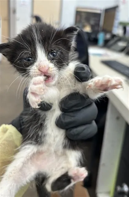A baby medium-sized female Domestic Short Hair cat named Roku for adoption in Dallas, TX