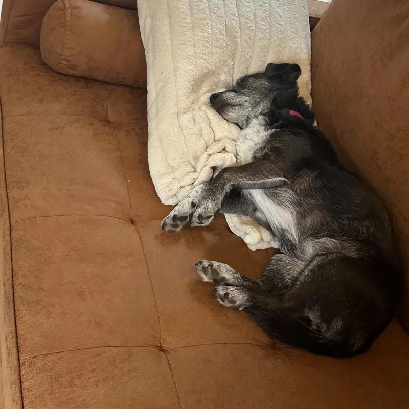 A senior small-sized female Chiweenie dog named Luna for adoption in La Mesa, CA