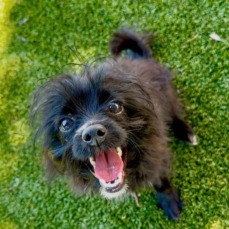 A young small-sized female Black Chihuahua dog named Alice for adoption in Northville, MI