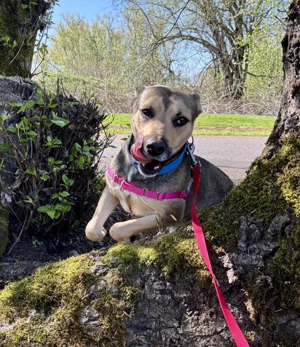 An adult large-sized male Mixed Breed dog named Handsome for adoption in Troutdale, OR
