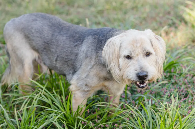 A senior medium-sized male Terrier dog named Murphy for adoption in Newburgh, IN
