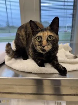 An adult large-sized female Domestic Short Hair cat named Tomato for adoption in Lafayette, IN
