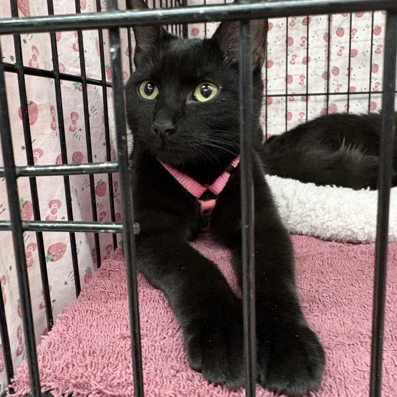 A young medium-sized female Black Domestic Short Hair cat named Purretha Franklin for adoption in Albuquerque, NM