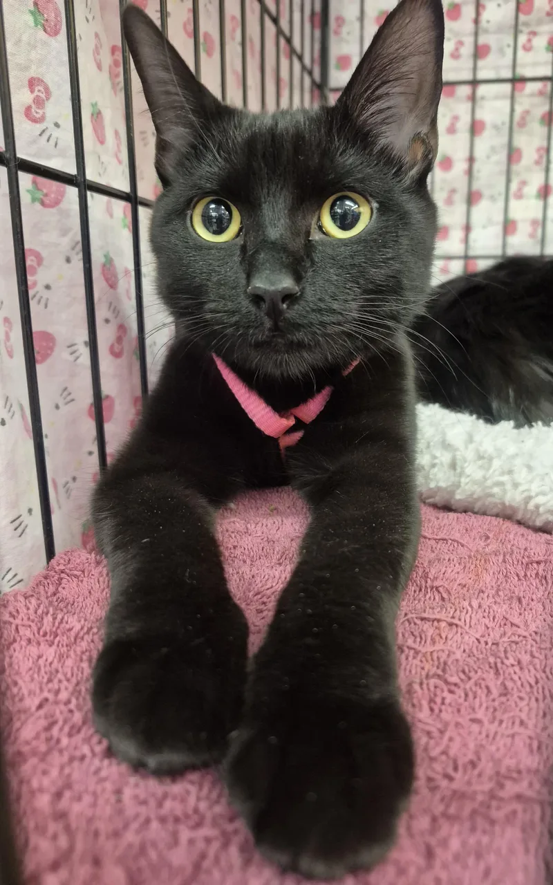 Purretha Franklin thumbnail 2