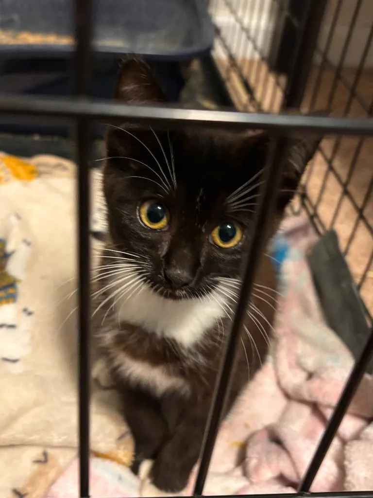 A baby small-sized female Domestic Short Hair cat named Lilly Lowes for adoption in Darien, GA