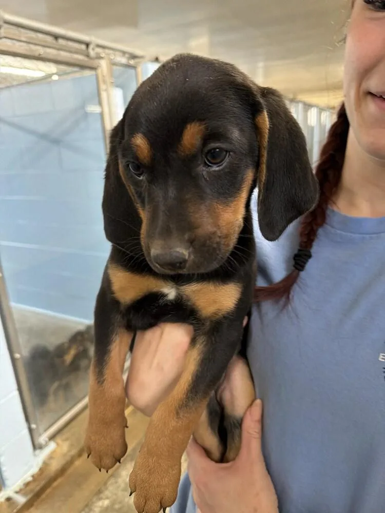 A baby large-sized female Tricolor (Brown, Black, & White) Hound dog named Ana for adoption in Sedalia, CO