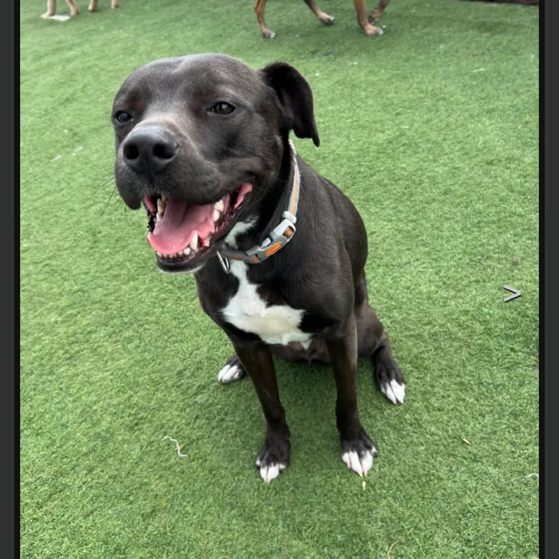 An adult large-sized male Black Labrador Retriever dog named Buzz for adoption in Flower Mound, TX
