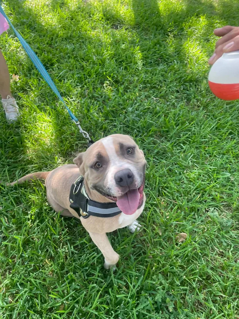 A young medium-sized male Bulldog dog named Cookie for adoption in San Antonio, TX