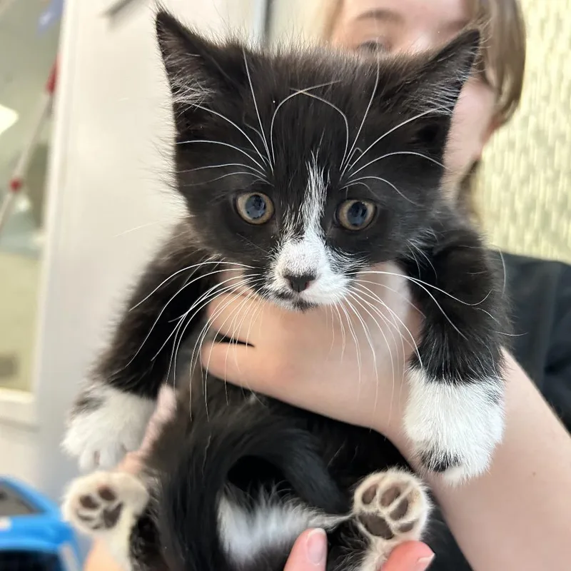 A baby small-sized female Black Domestic Short Hair cat named Lasagna for adoption in Conway, NH