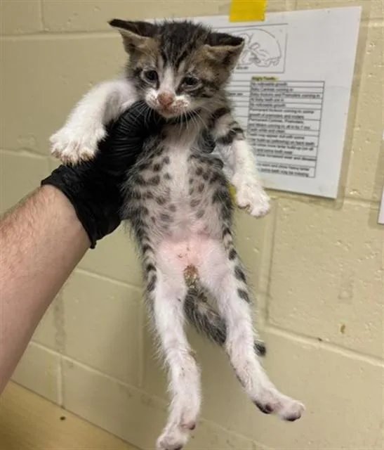 A baby small-sized male Domestic Short Hair cat named Bose for adoption in Sacramento, CA