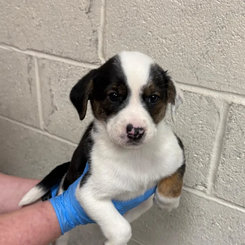 A baby small-sized female White / Cream Australian Cattle Dog / Blue Heeler dog named Bashful for adoption in East Hanover, NJ