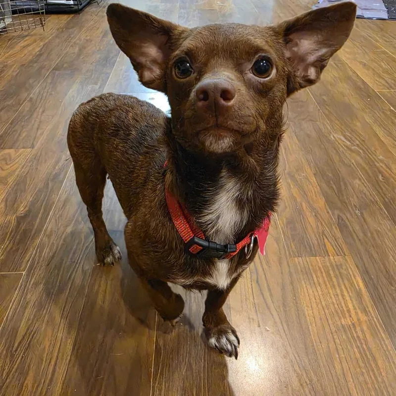 An adult small-sized female Brindle Chihuahua dog named Little Penny for adoption in Waco, TX