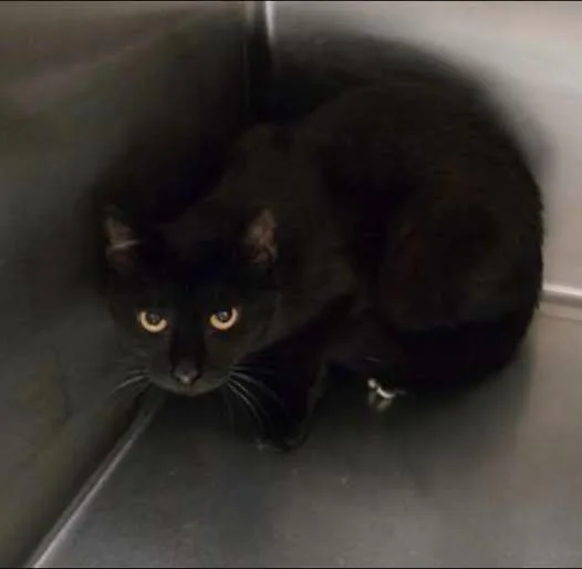 An adult medium-sized male Black Domestic Short Hair cat named Cliff for adoption in Amherst, VA