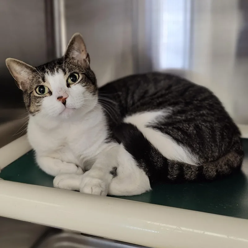 A young medium-sized male Tabby (Brown / Chocolate) Domestic Short Hair cat named Syndrome for adoption in Jersey city, NJ