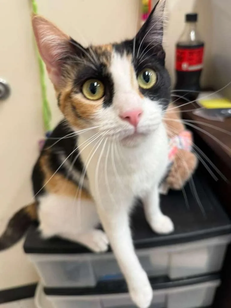 A young medium-sized female Calico Domestic Short Hair cat named Chloe & Olivia for adoption in Los Angeles, CA