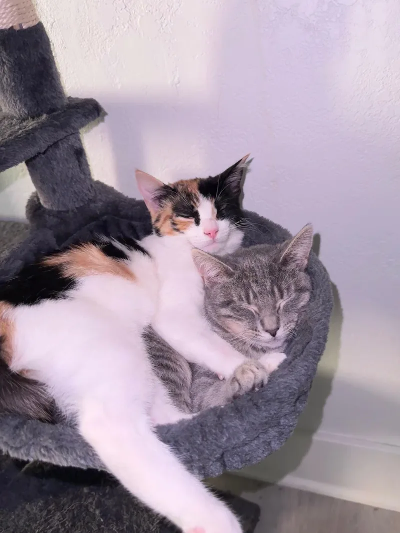 Chloe & Olivia thumbnail 3