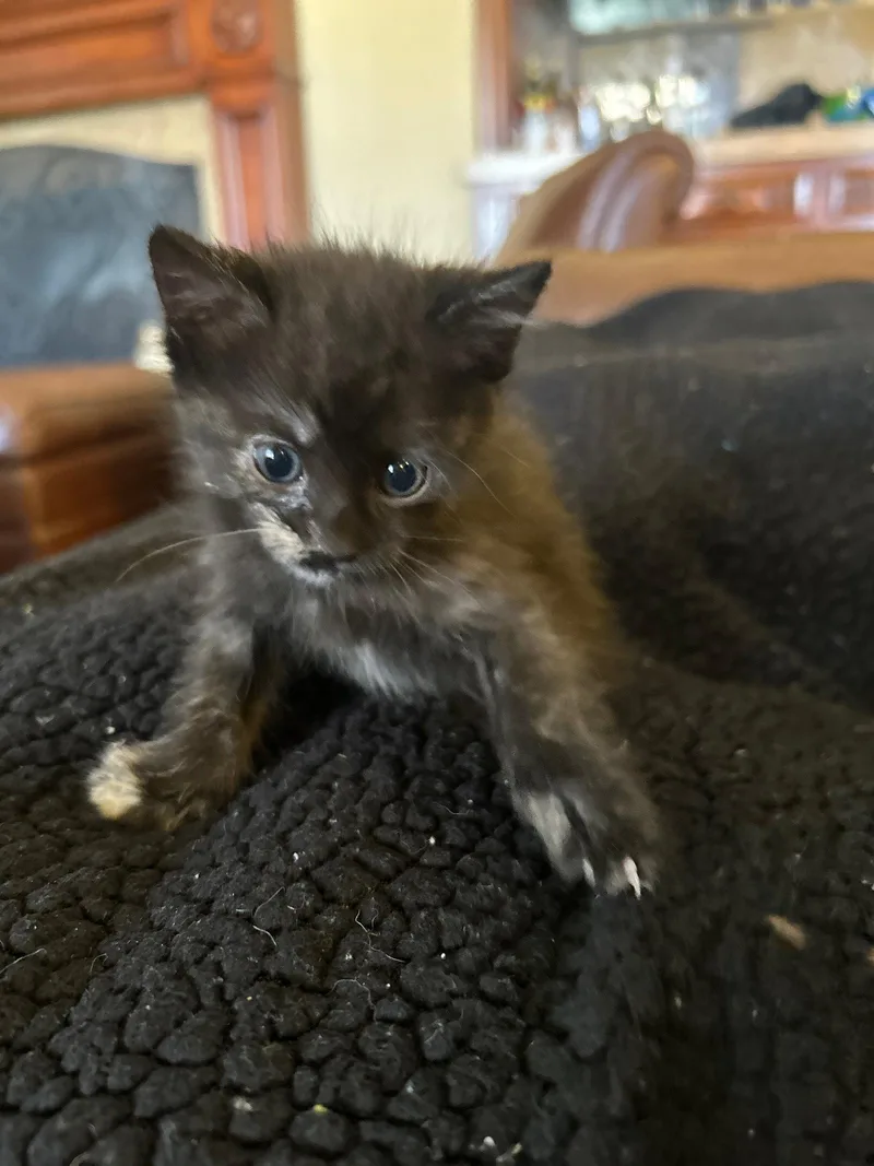A baby small-sized female Domestic Short Hair cat named Glad for adoption in Mission Viejo, CA
