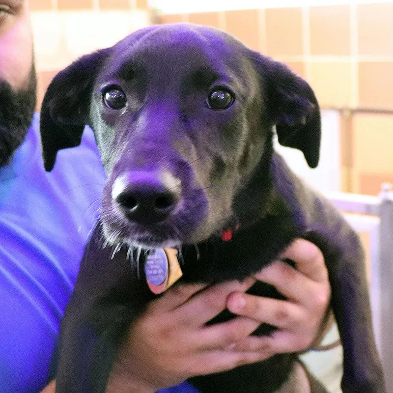 A baby medium-sized female Mixed Breed dog named Tippy for adoption in Port Washington, NY