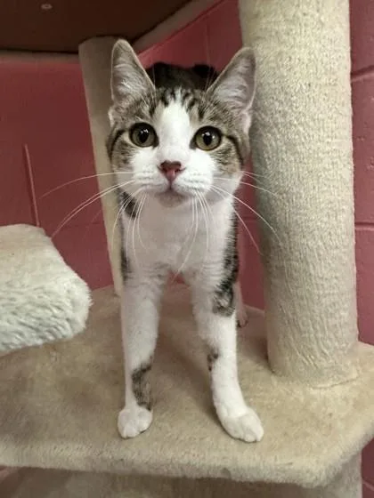 A young medium-sized female Domestic Short Hair cat named Rogue for adoption in Manitowoc, WI