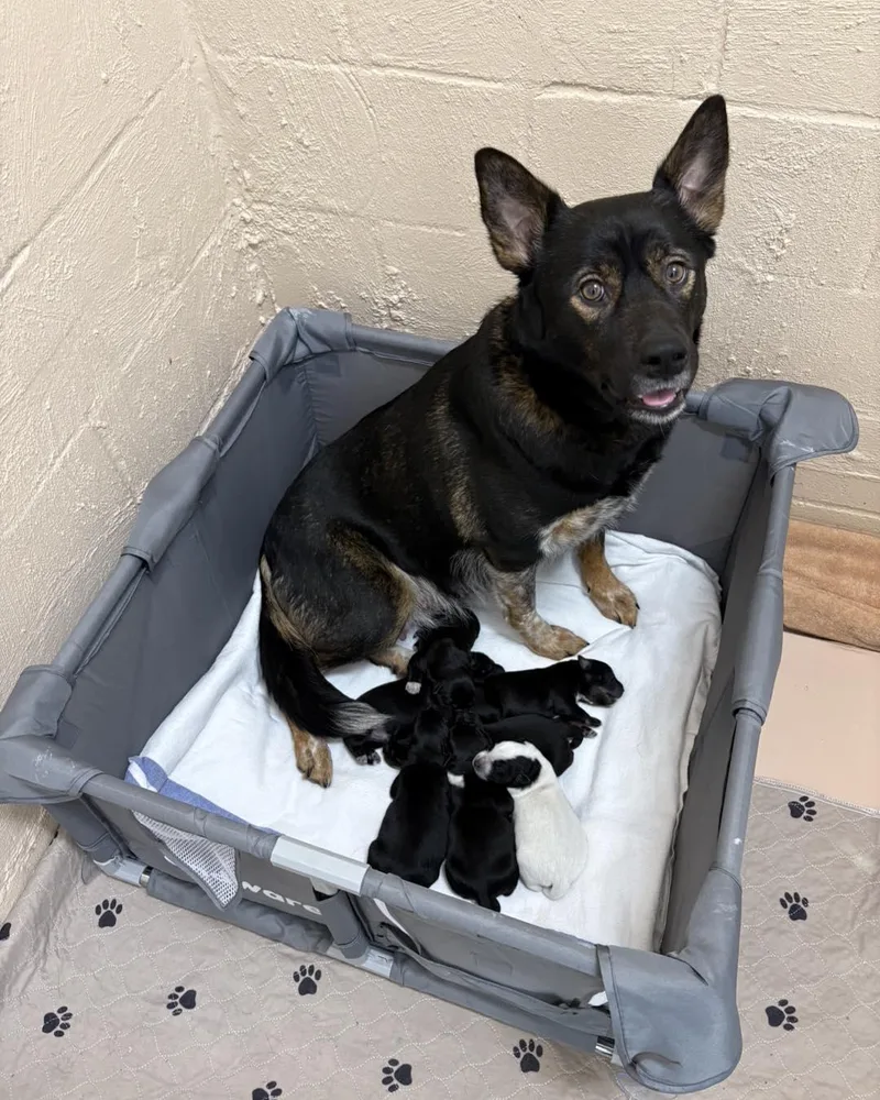 An adult medium-sized female Black Cattle Dog dog named Abby for adoption in Phoenixville, PA