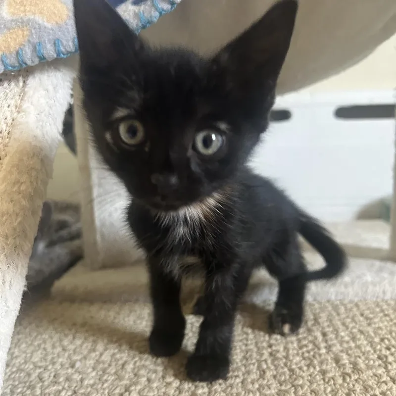A baby small-sized female Tortoiseshell Domestic Short Hair cat named Shakira for adoption in North Branford, CT