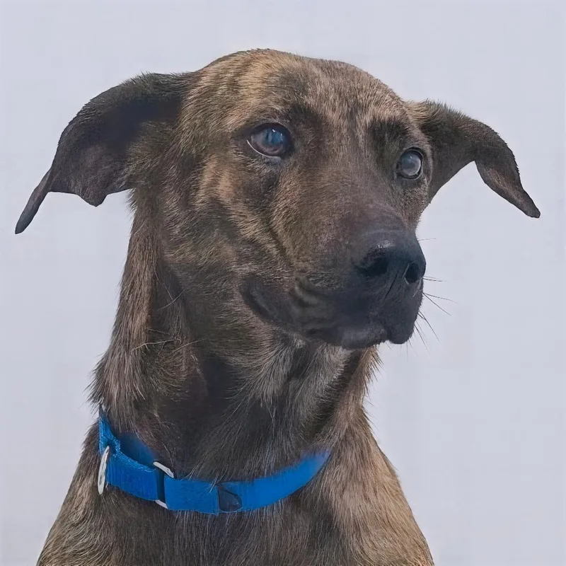 An adult medium-sized female Brindle Hound dog named Maggie for adoption in South Elgin, IL