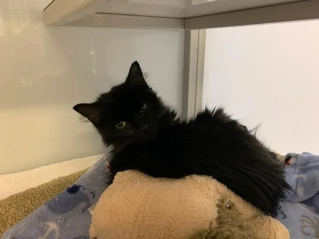 An adult medium-sized female Domestic Medium Hair cat named Sadey for adoption in Raleigh, NC