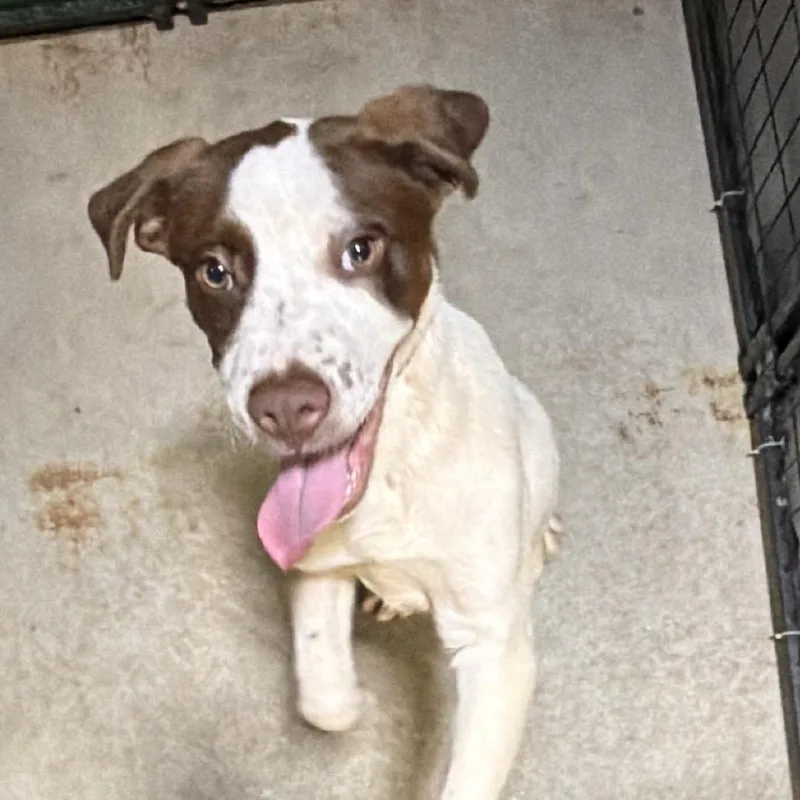 A baby small-sized male White / Cream Retriever dog named Lance for adoption in Birmingham, AL