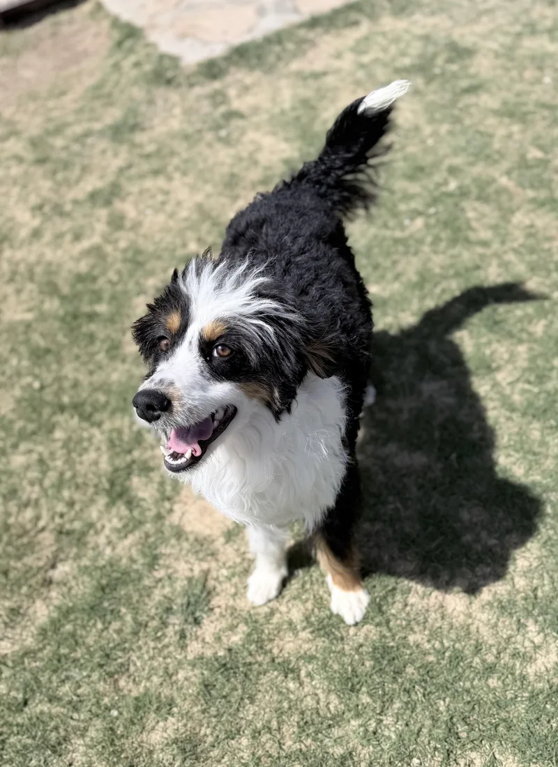 An adult medium-sized male Tricolor (Brown, Black, & White) Aussiedoodle dog named Banjo for adoption in Levelland, TX