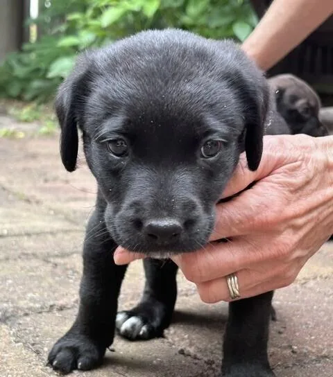 Baby Shadaeux