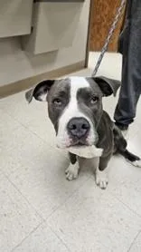 A young medium-sized male Gray / Blue / Silver Pit Bull Terrier dog named Thor for adoption in Moline, IL