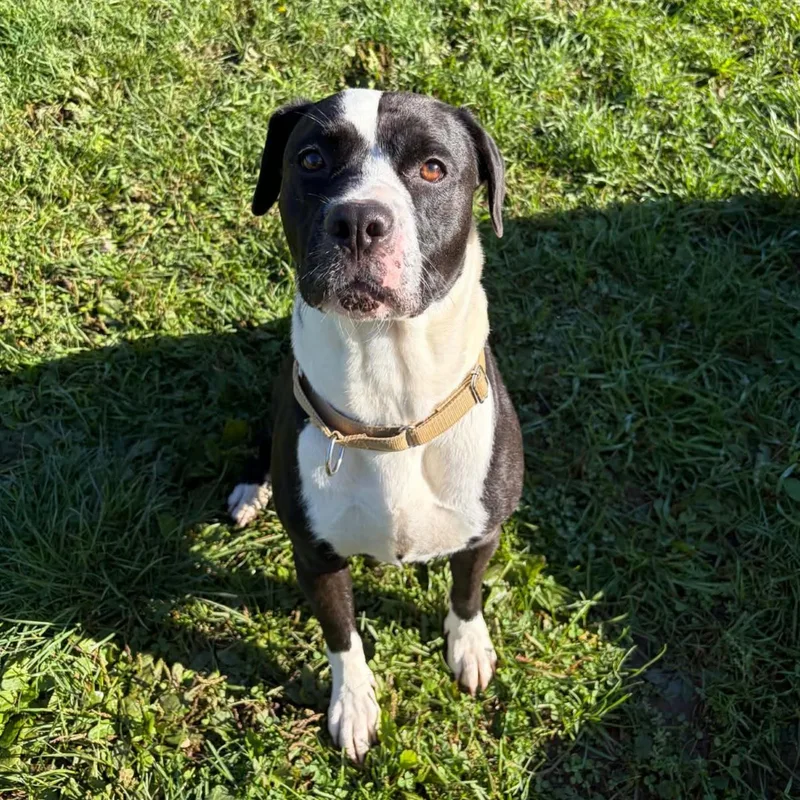 An adult medium-sized female Mixed Breed dog named Lola for adoption in Syracuse, NY