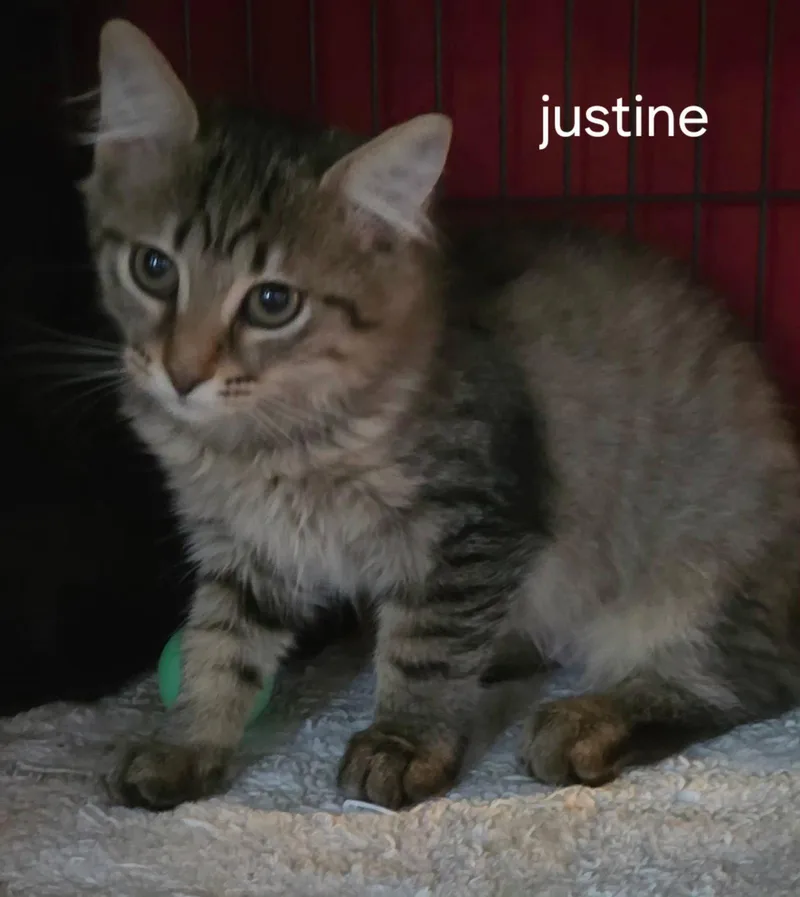 A baby medium-sized female Brown / Chocolate Domestic Medium Hair cat named Justine for adoption in Oviedo, FL