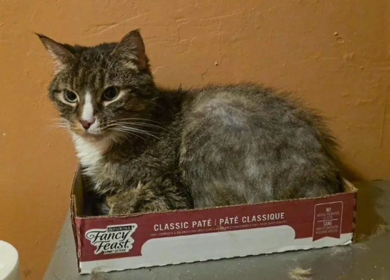 An adult medium-sized male Gray & White Domestic Short Hair cat named Emmy for adoption in Englewood, NJ