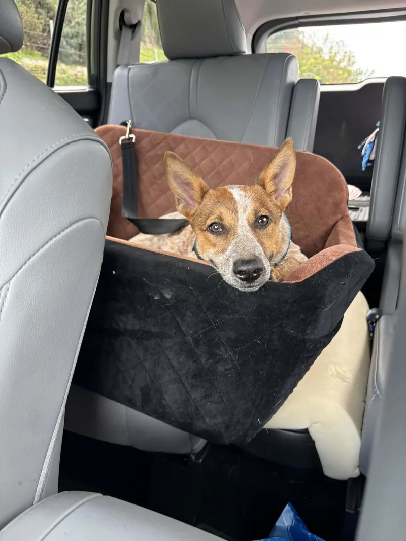 A baby medium-sized female Australian Cattle Dog / Blue Heeler dog named Jess for adoption in Anza, CA