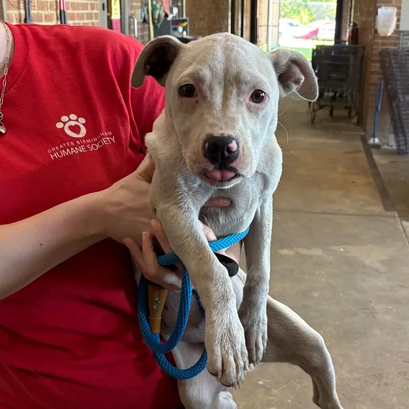 A baby small-sized female White / Cream Pit Bull Terrier dog named Valerie for adoption in Birmingham, AL