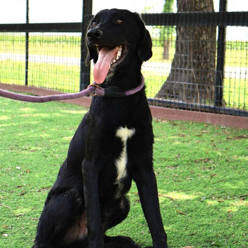 Krew Jum thumbnail 4