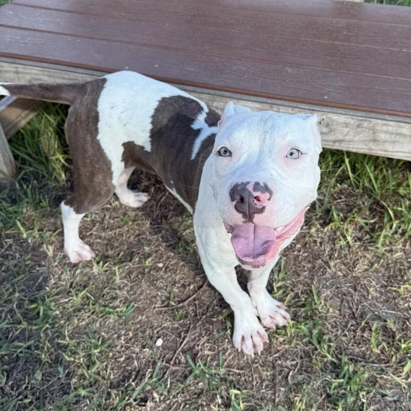 A baby medium-sized male White / Cream Mixed Breed dog named Landon for adoption in Dickinson, TX