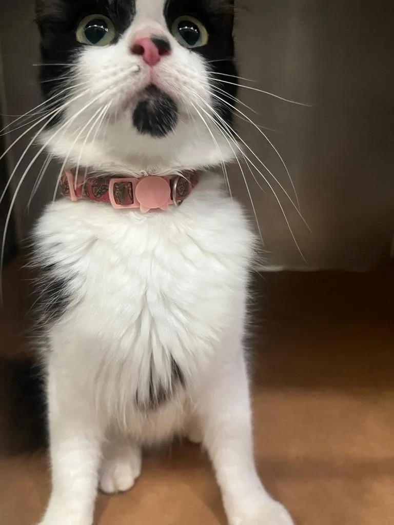 A young large-sized female Domestic Short Hair cat named Pickerington for adoption in Cartersville , GA