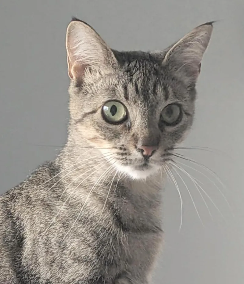 Darling Is A Darling thumbnail 2