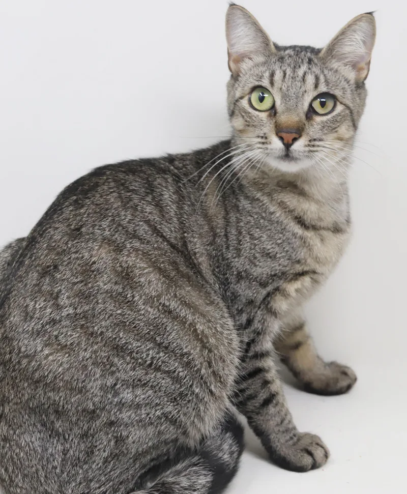 Darling Is A Darling thumbnail 4