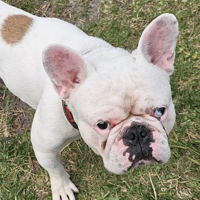 An adult medium-sized male French Bulldog dog named Pork Chop for adoption in PALM BAY, FL