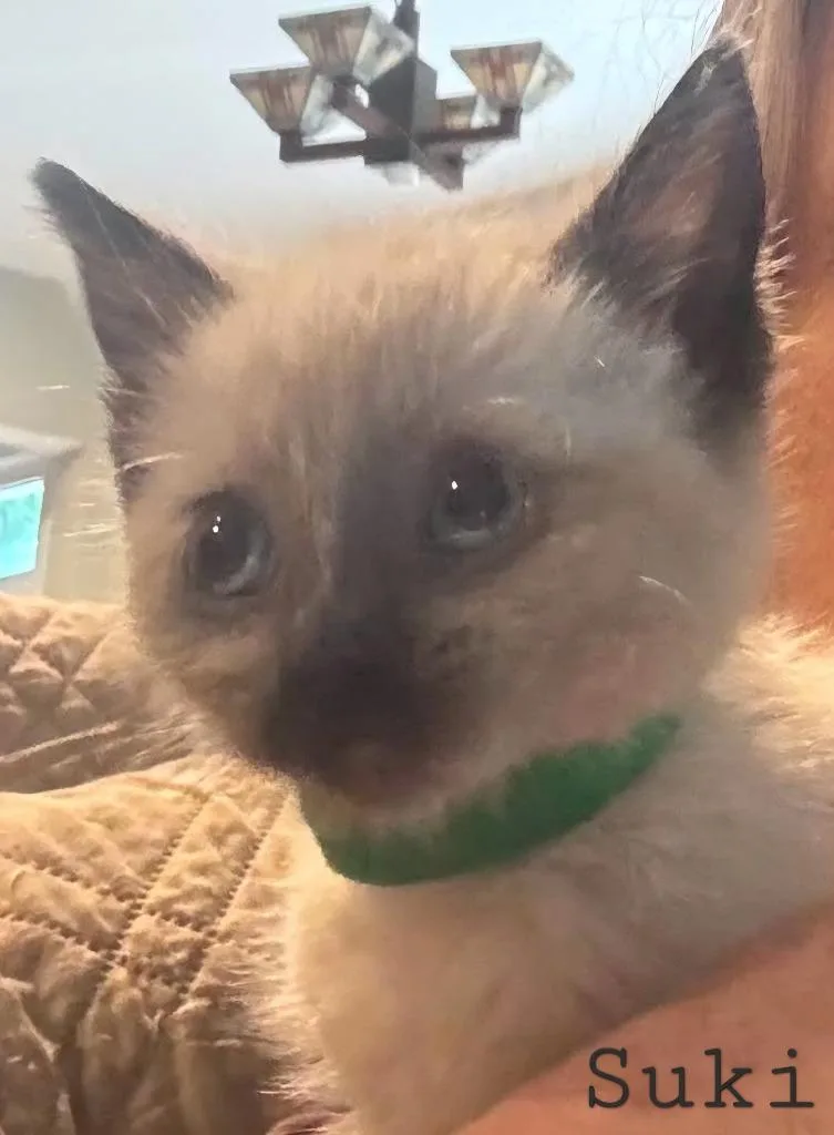 Suki thumbnail 2