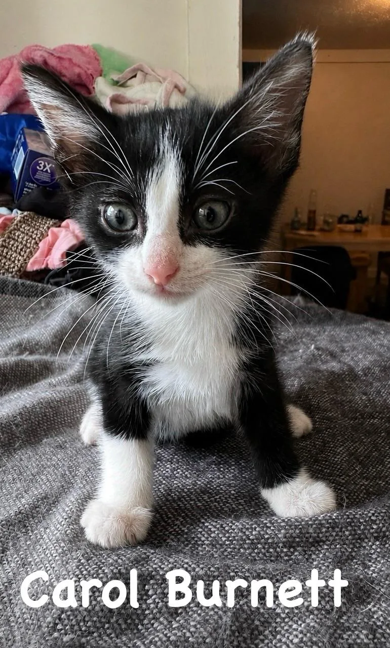A baby medium-sized female Black & White / Tuxedo Tuxedo cat named Carol Burnett for adoption in White Lake, MI